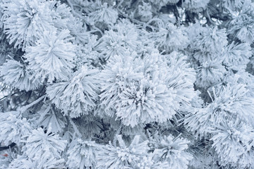 Winter background. Branches of fir trees with a thick layer of frost. The concept of Christmas. Cold season.