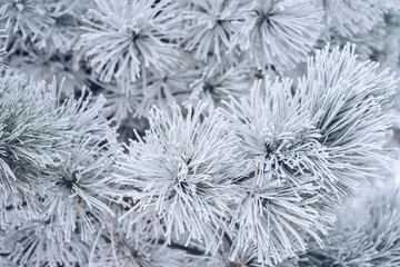 Winter background. Pine branches in the frost. Cold season. The celebration of Christmas.