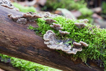 Group of tripe fungus and moss on tree trunk