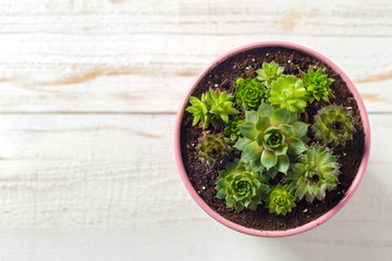Potted plants on white wood