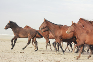 plain with beautiful horses in sunny summer day in Turkey. Herd of thoroughbred horses. Horse herd run fast in desert dust against dramatic sunset sky. wild horses