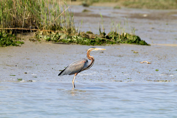 Purple heron close up.Po river lagoon