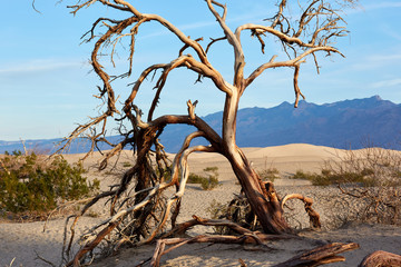 Dry tree in barren Death Valley, Nevada, USA