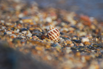 Seashell on the sand at the beach, concept of summer vacation. One seashell on the beach by the sea