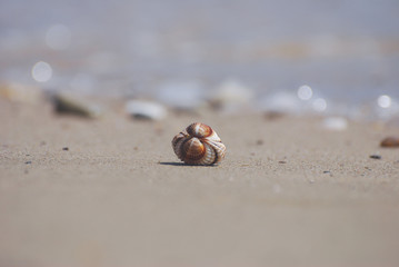Seashell on the sand at the beach, concept of summer vacation. One seashell on the beach by the sea