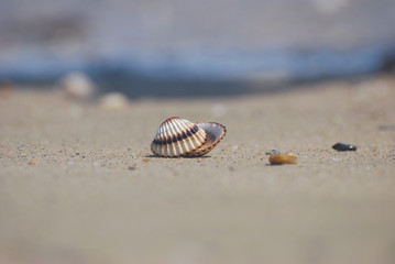 Seashell on the sand at the beach, concept of summer vacation. One seashell on the beach by the sea