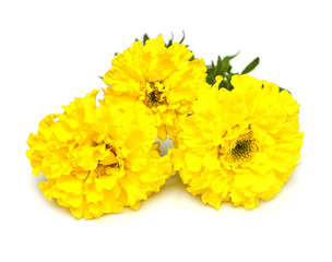 Yellow marigold flowers isolated on white background. Flat lay, top view