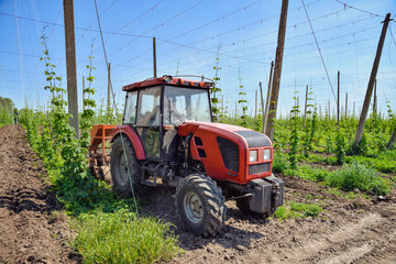 Fototapeta premium Hops field and tractor