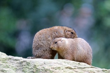 Black tailed prairie dog