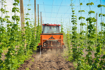 Hops field and tractor