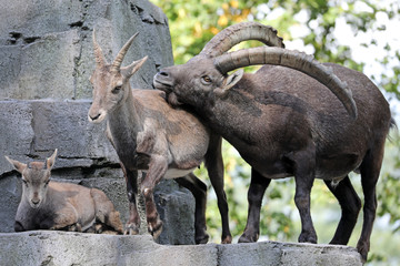 Alpine ibex