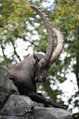 Alpine ibex