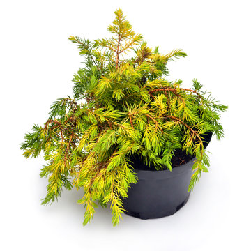 Juniperus media Gold Coast in a pot isolated on white background. Coniferous trees. Flat lay, top view