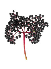 Black elderberry fresh fruit isolated on white background