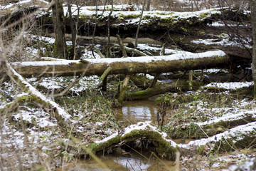 snow on a fallen tree, nature, forest