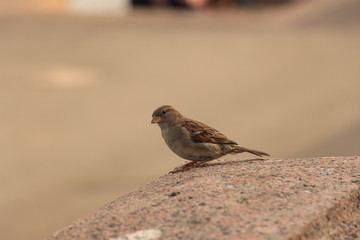 sparrow on granite
