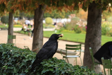black crow with a bun on a bush