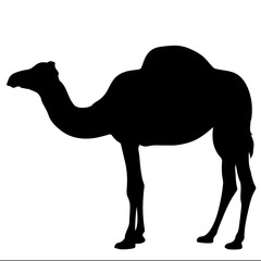 black and white vector silhouette of a camel