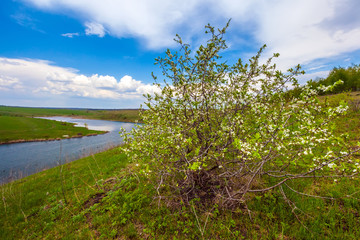 A bush with small white flowers blossoms on the riverbank against a blue sky with white clouds. Green spring in Russia.