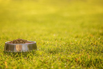 kitten eating granulated food out of bowl outside on a green grass background