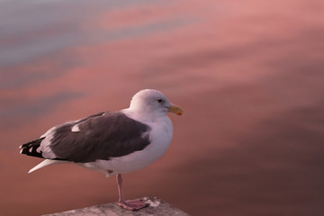 Naklejka premium seagull