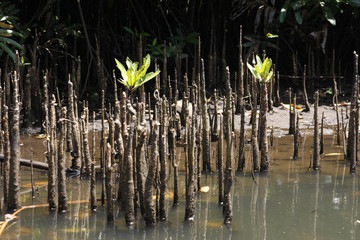 Lotus Blüte in Südostasien