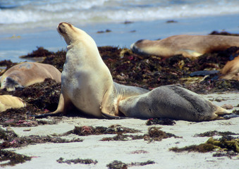 Australian sea lion pup drinking milk from it's mom at beach