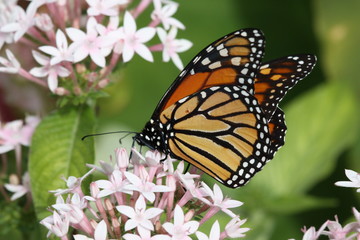 Monarch - Closeup of Orange Butterfly