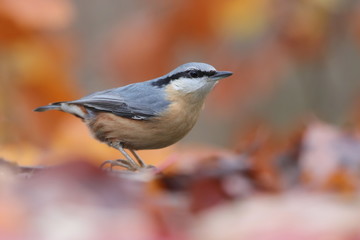 Eurasian nuthatch (Sitta europaea) sits on the ground . wood nuthatch in the nature habitat. Wildlife scene from fall forest.