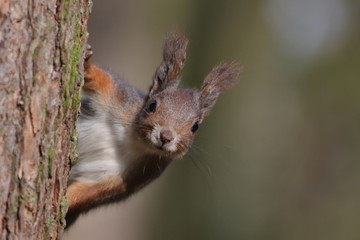 Red squirrel climbing an old tree and looking curiously straight into the camera. Wildlife in November forest. Sciurus vulgaris.