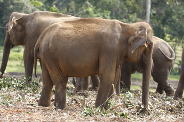 Elefantenherde in Indien