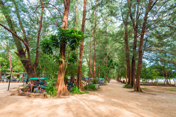 high tropical trees on the beach of the Andaman Sea in Thailand