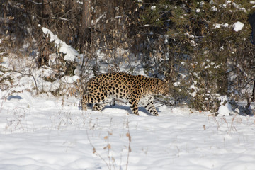Amur Leopard