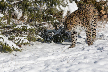 Amur Leopard