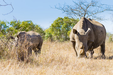 White rhinoceros with puppy, South Africa