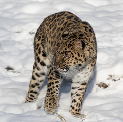 Amur Leopard