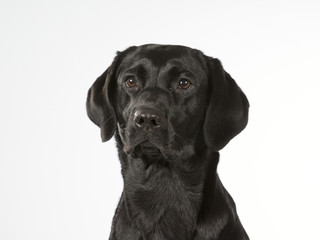 Black labrador dog portrait. Image taken in a studio with white background. The dog isolated on...