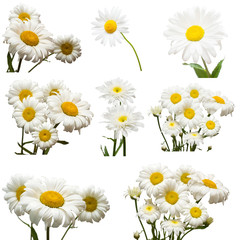 Collection of flowers white daisy