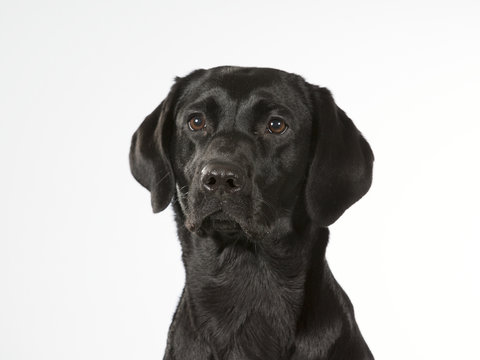 Black labrador dog portrait. Image taken in a studio with white background. The dog isolated on white.