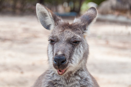 Australian kangaroo animal close up portrait