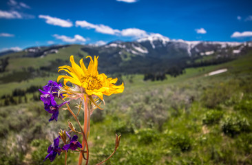 Obraz premium Wildflower Glory
