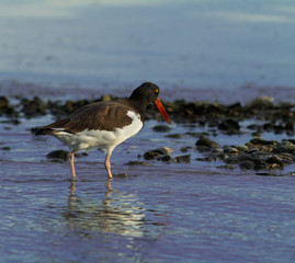 Oystercatcher Wading