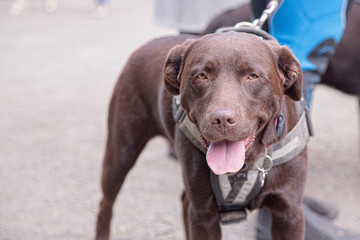 labrador retriever dog portrait outdoor from belgium