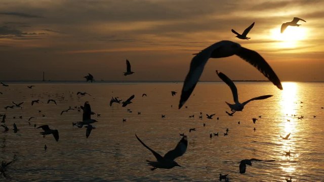 Group of birds flying at sunset.