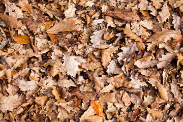 Herbstlaub