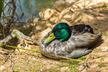 Obraz premium Male Duck Mallard Wild Mallard Duck Drake