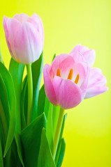 tulip flower in studio quality 8 March postcard