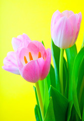 Obraz premium tulip flower in studio quality 8 March postcard