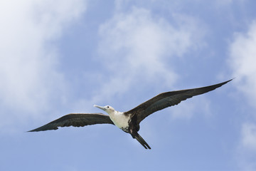Fregattvogel auf Curacao (Niederländische Antillen / ABC-Inseln)
