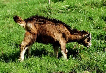 Ziege